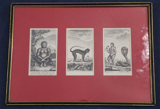 18th century French School Javanese fauna; 7.25 x 4.25in. framed as one.